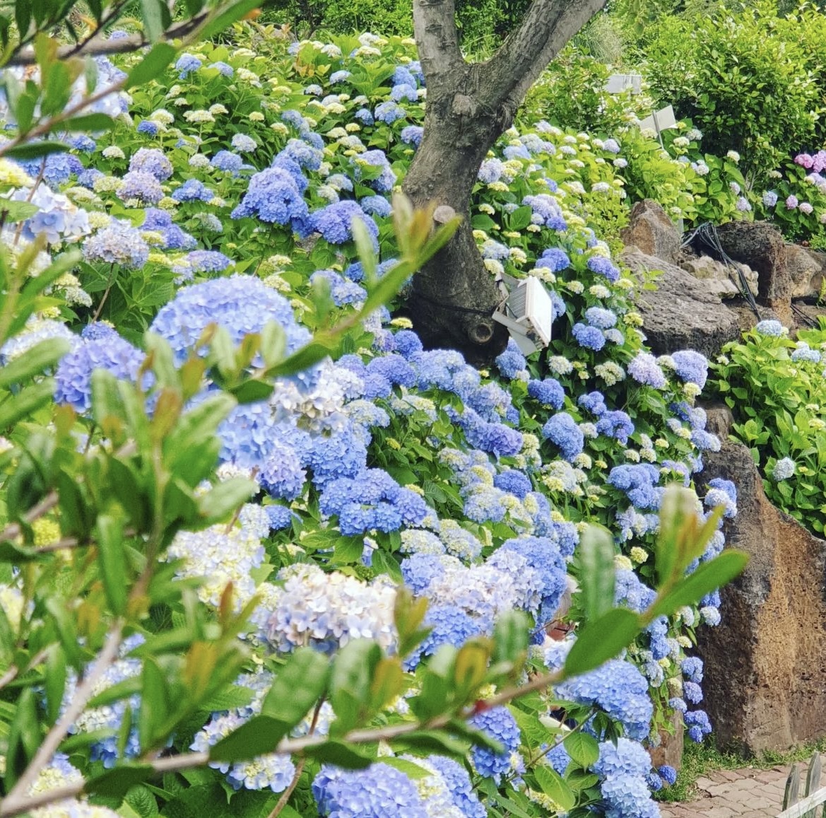 제주_수국_축제