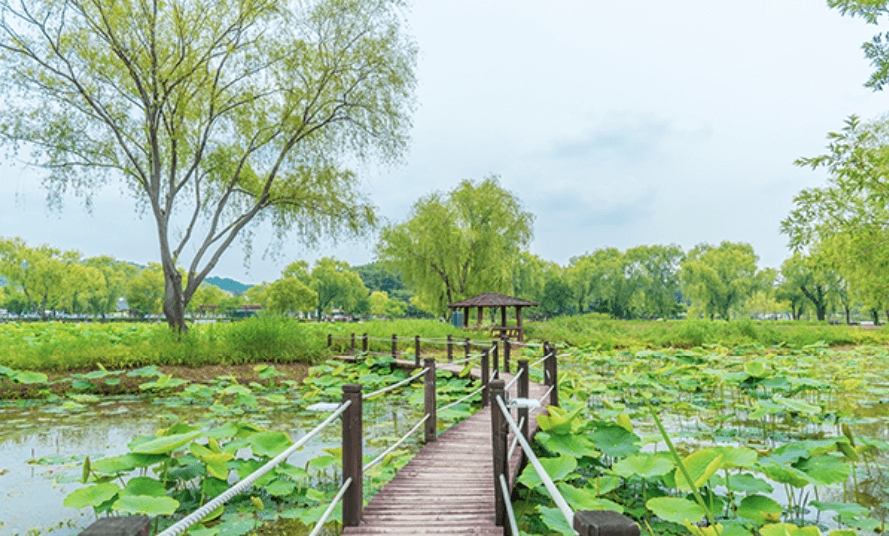 부여 궁남지 연꽃5