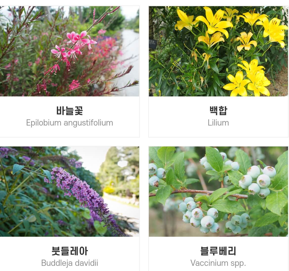 네이처파크 미라클 크리스마스 기본정보와 주차장,입장료를 알아봤습니다