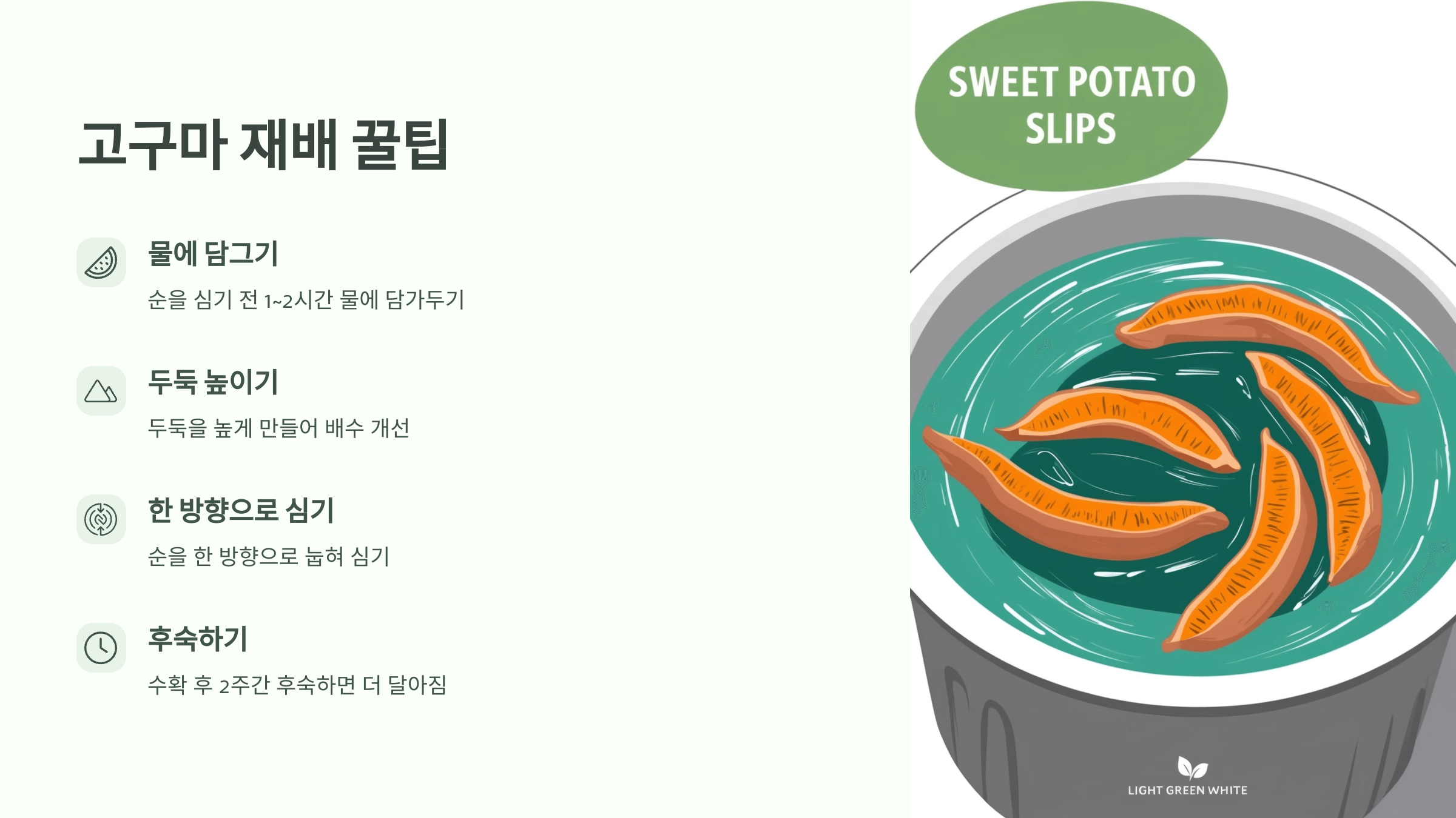 고구마 사진입니다.