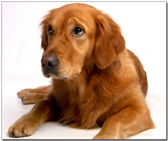 주인을 보고있는 골든리트리버