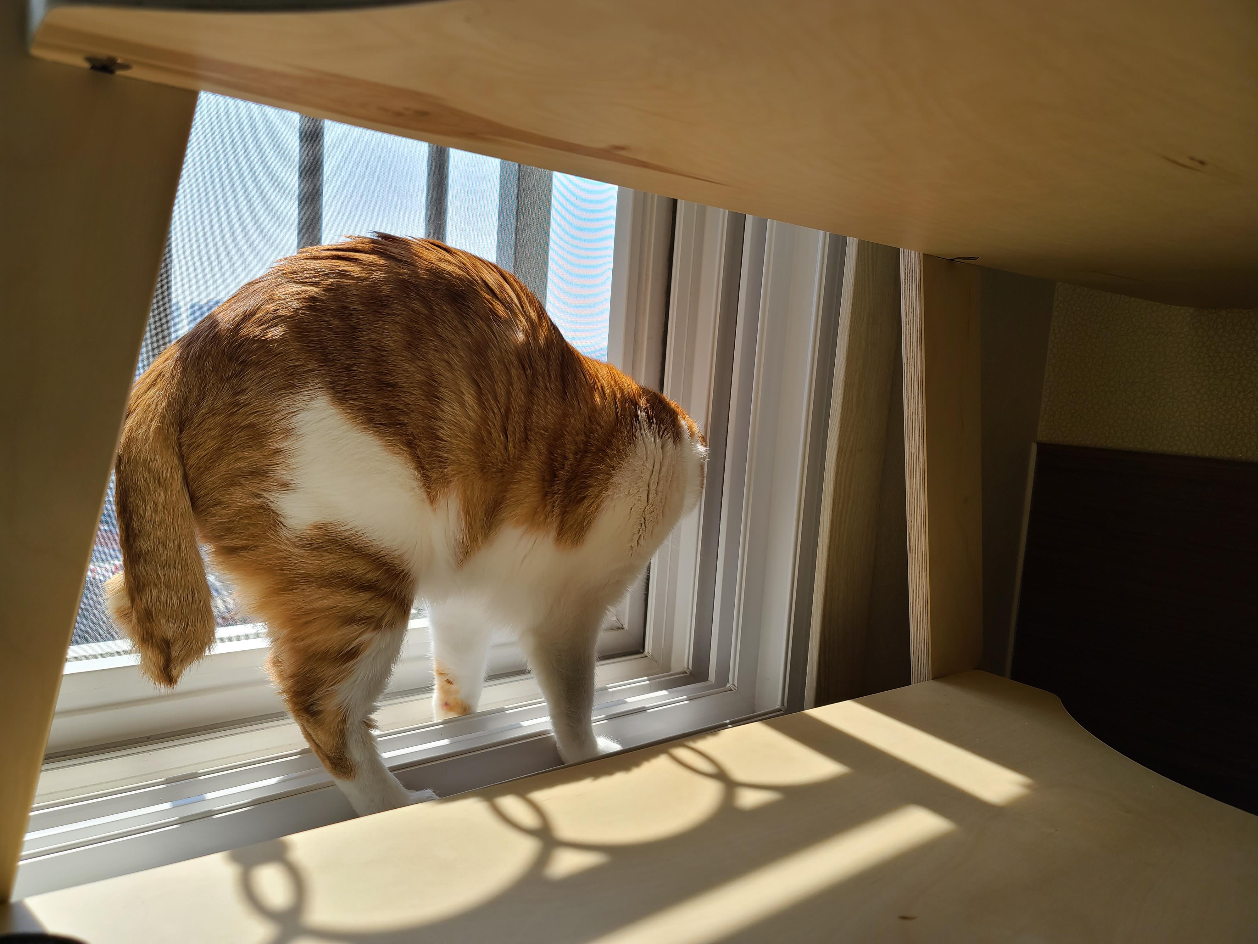 고양이들이 창밖을 보는 이유와 방묘창, 방묘문의 중요성