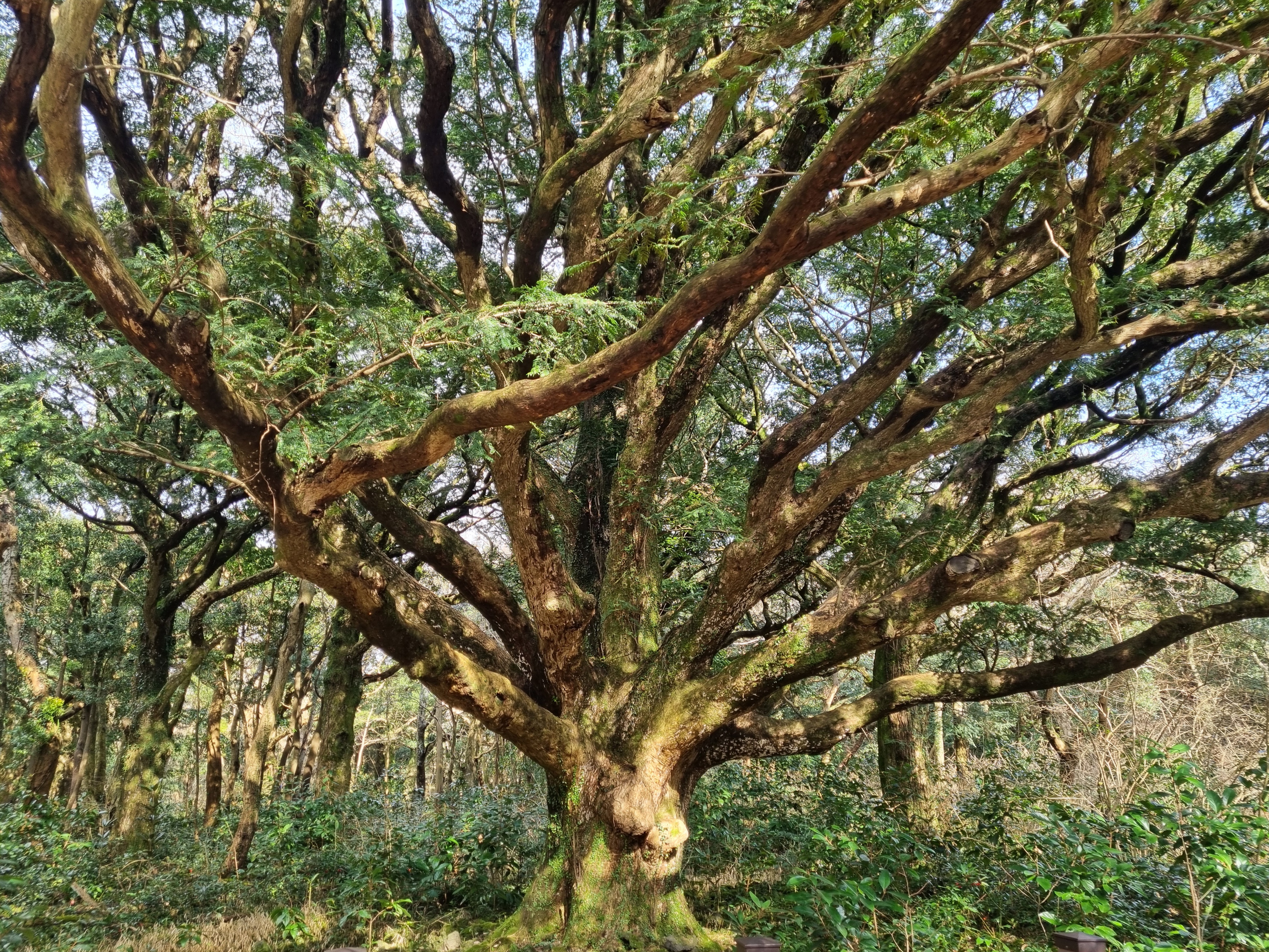 제주 숲 길 따라 걷는 여행