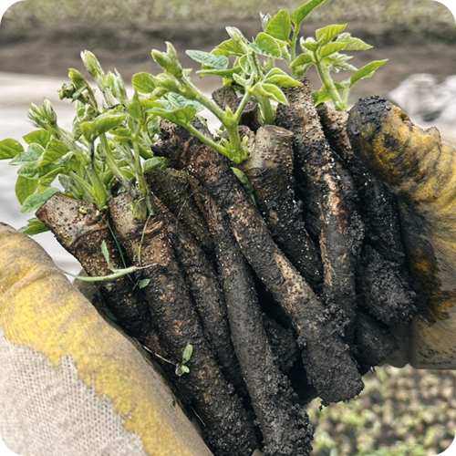 갱년기에-좋은-식품