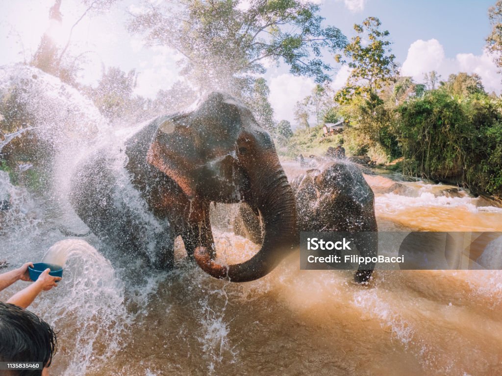 태국의 코끼리 스파 트레이너 – 동물에게 휴식을 주는 사람들