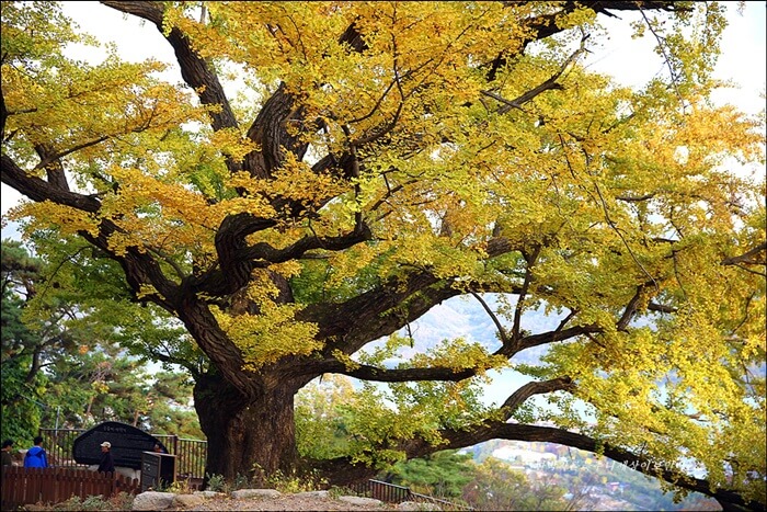 2025 경기도 단풍 트레킹 BEST 7 : 가을 하이킹 완벽 가이드_남양주 운길산 수종사