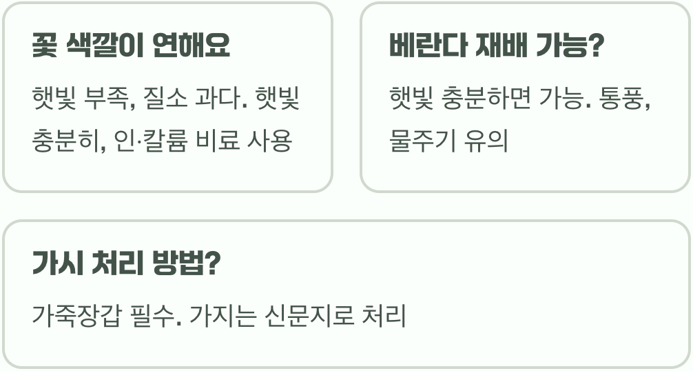 치명적인 매력, 흑장미 키우기 A to Z