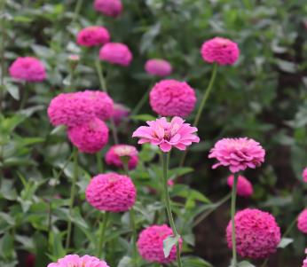 7월에 심을 수 있는 꽃1