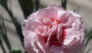 카네이션 꿈해몽 15가지