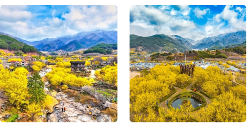 구례 산수유