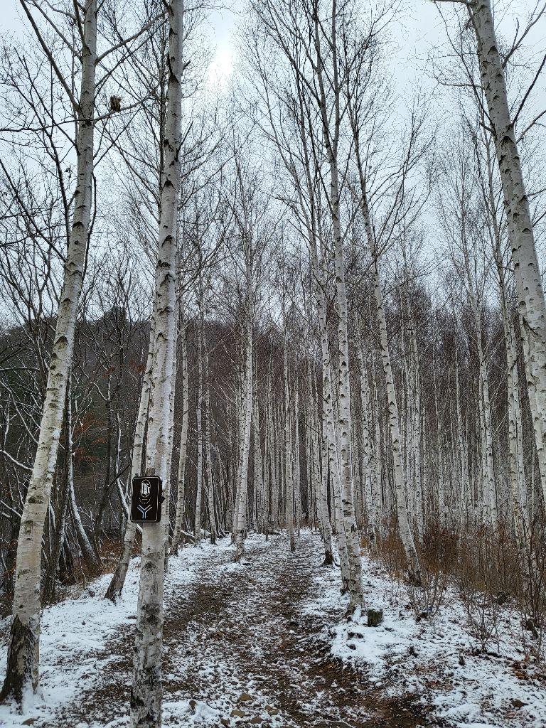 영양 죽파리 자작나무숲 관련 사진