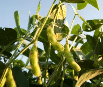 검은콩 효능 및 영양소&amp;#44; 가격