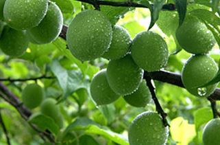 2024 광양 매화축제 