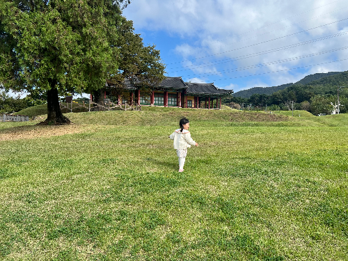 잔디밭과 보호수