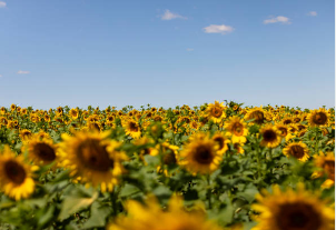 농식품 바우처 신청