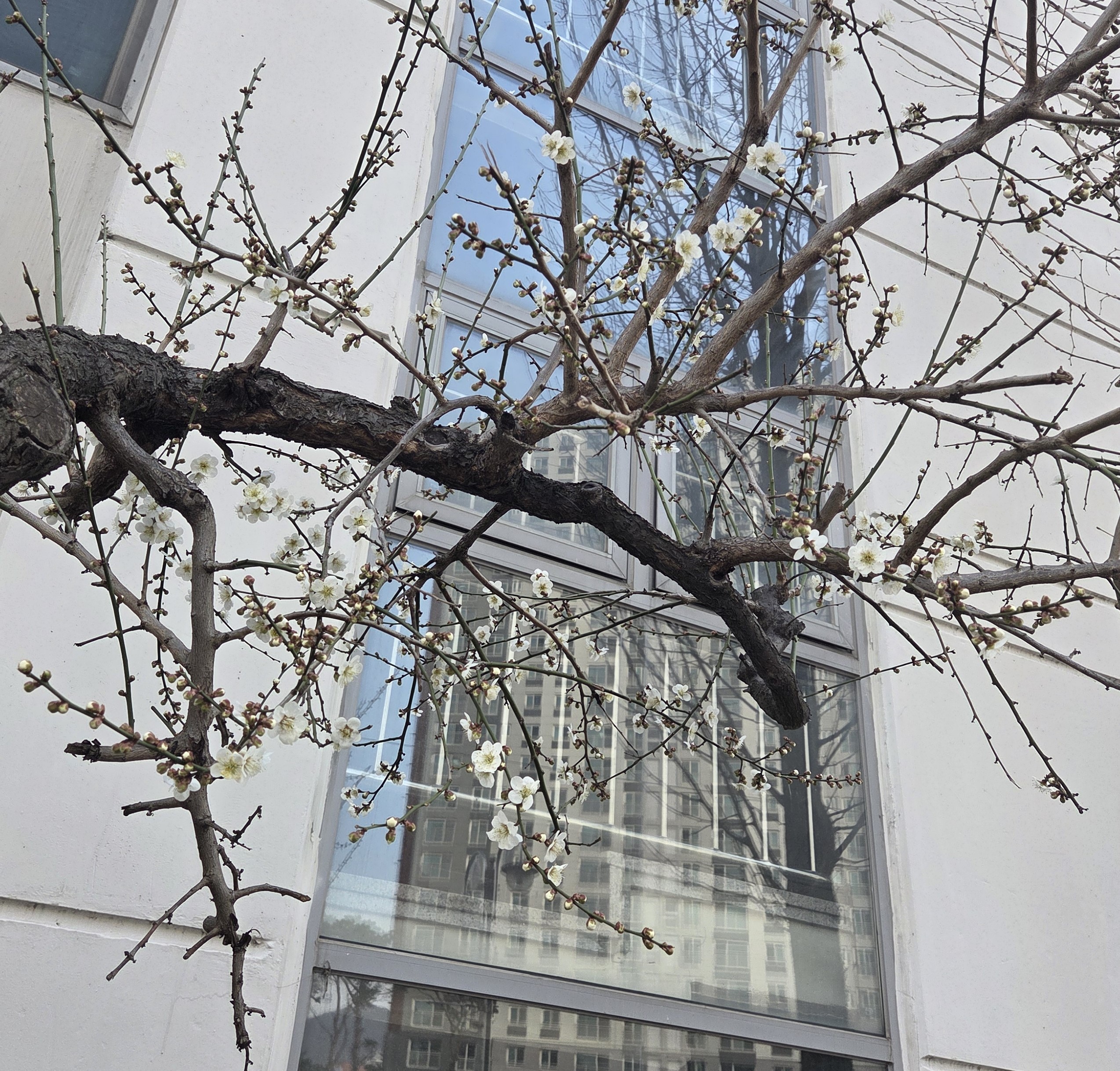 벚꽃 사진