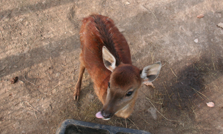 덕평 공룡수목원