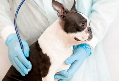 진료받는 강아지