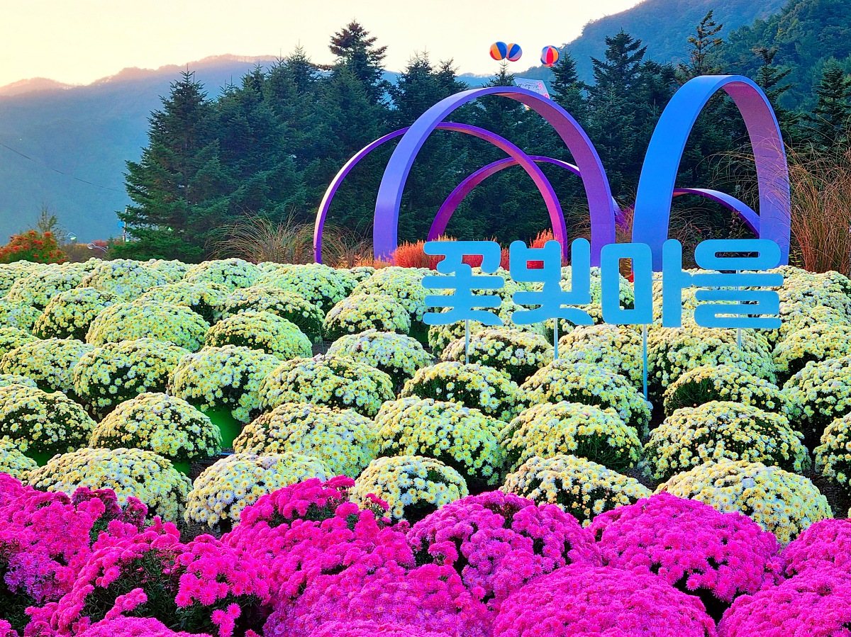 2024 강원도 인제 가을꽃 축제: 꽃길만 걷자 노을빛 국화 풍경, 단풍 후기 (10.17.)