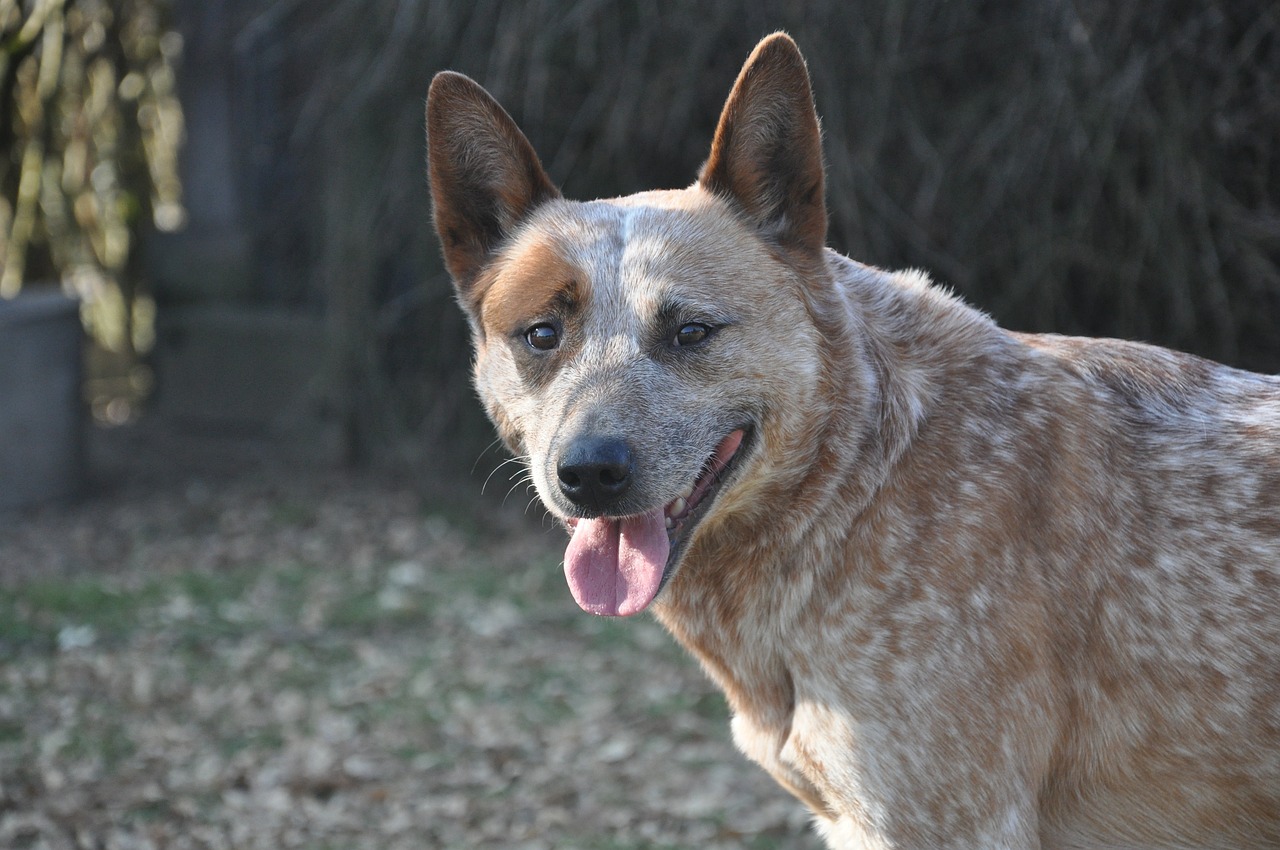 오스트레일리안 캐틀독(Australian Cattle Dog)3