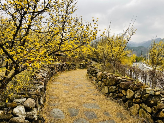 2025년 봄나들이 추천! 전국 가볼 만한 명소 Best 8