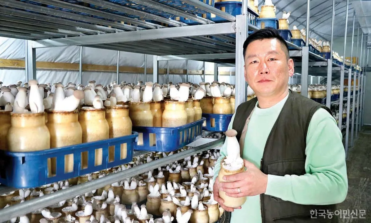 새송이버섯 재배 톱밥 배지 균사 배양 수확 요령_1