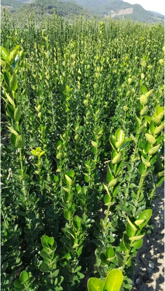 사철나물 재배 상자 텃밭 초보 가능 물 관리_10