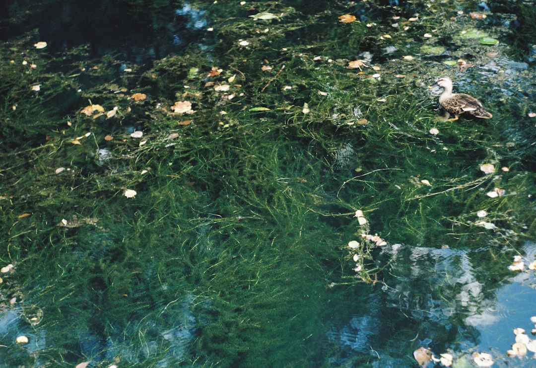 'Effluent'