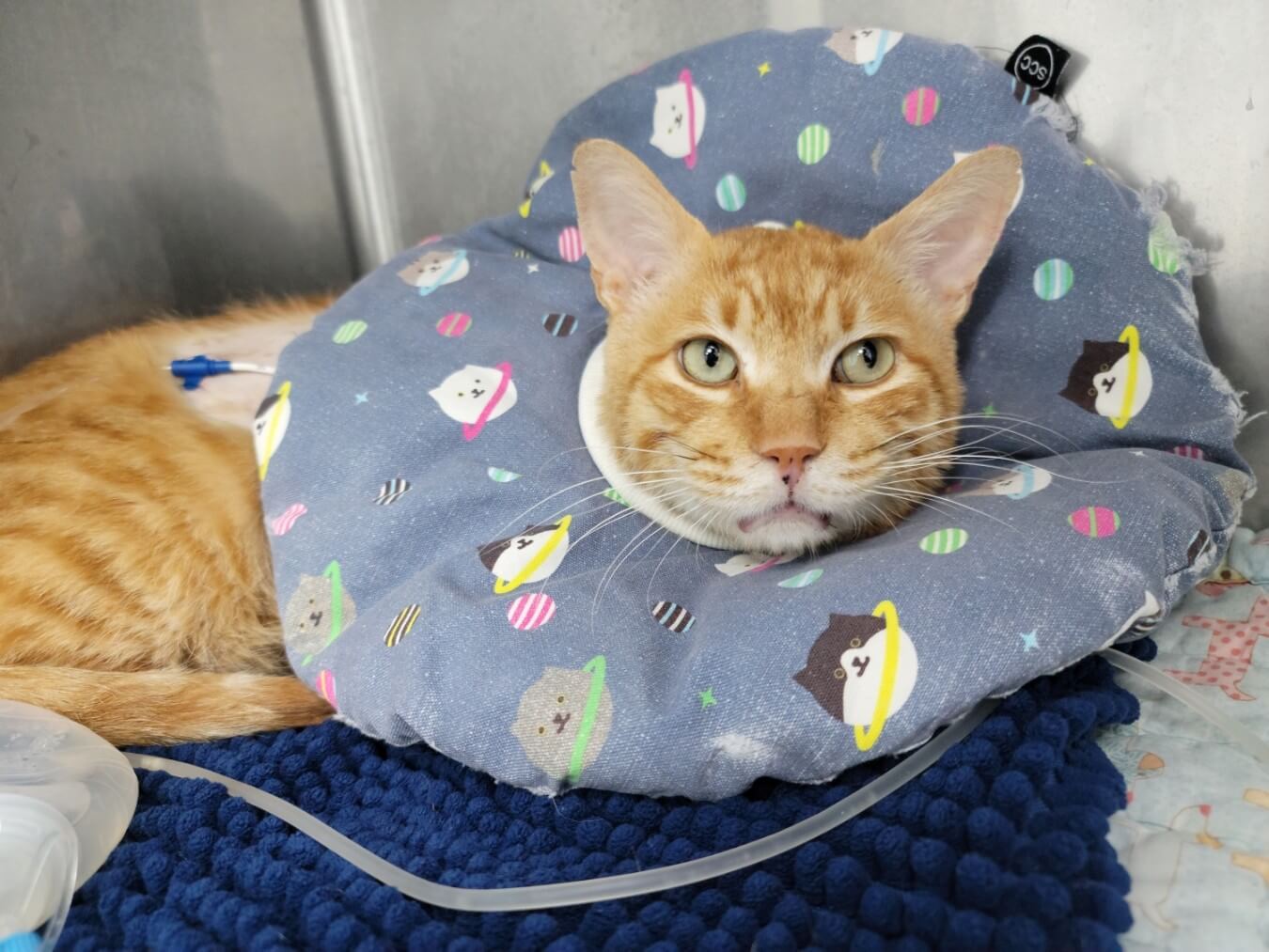 고양이 전염성 복막염(FIP) 치료의 최신 동향