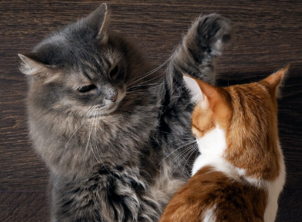 지각 과민으로 싸움을 하고 있는 고양이.