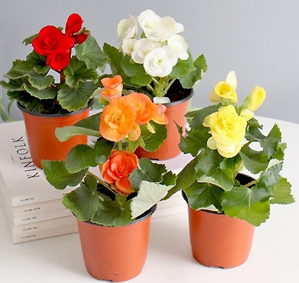 겨울 꽃 베고니아