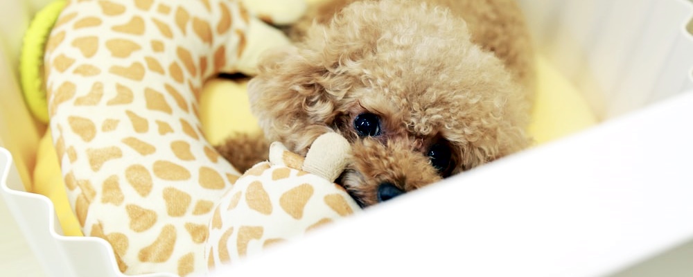 토이푸들 잘 키우는 방법 13