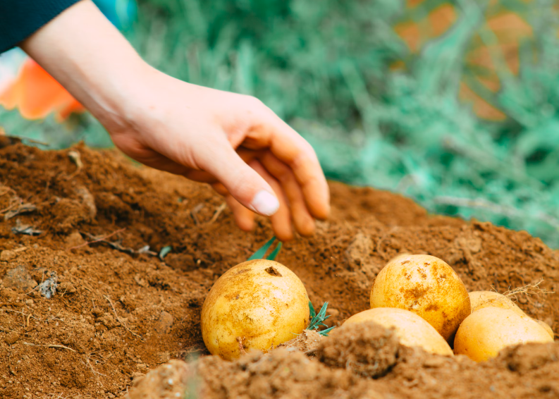 감자-캐는-사람-손-사진