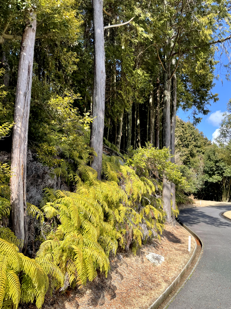 가사기 골프 클럽 다양한 식재와 나무들