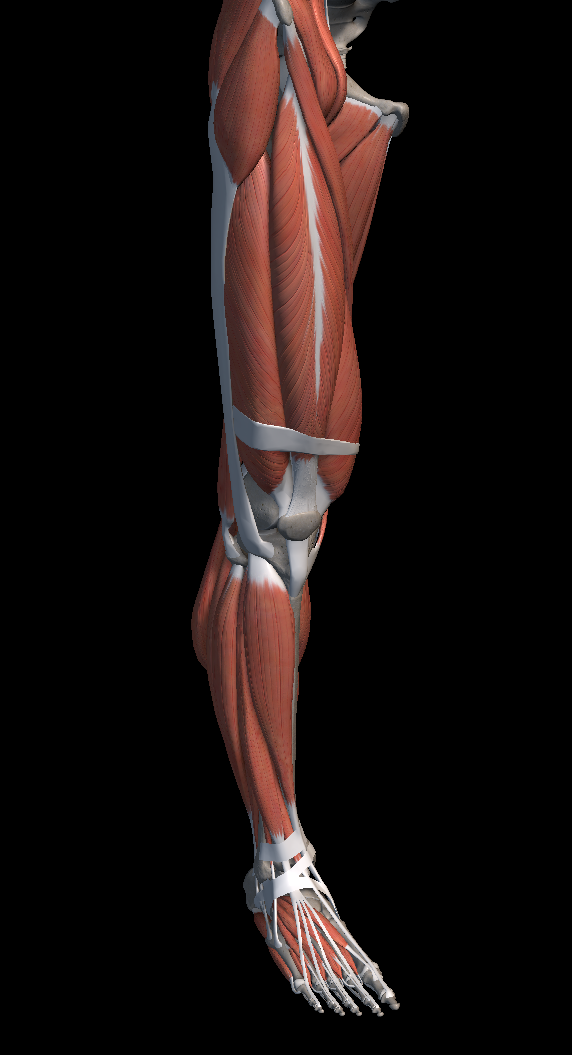 정강이 통증 원인 증상