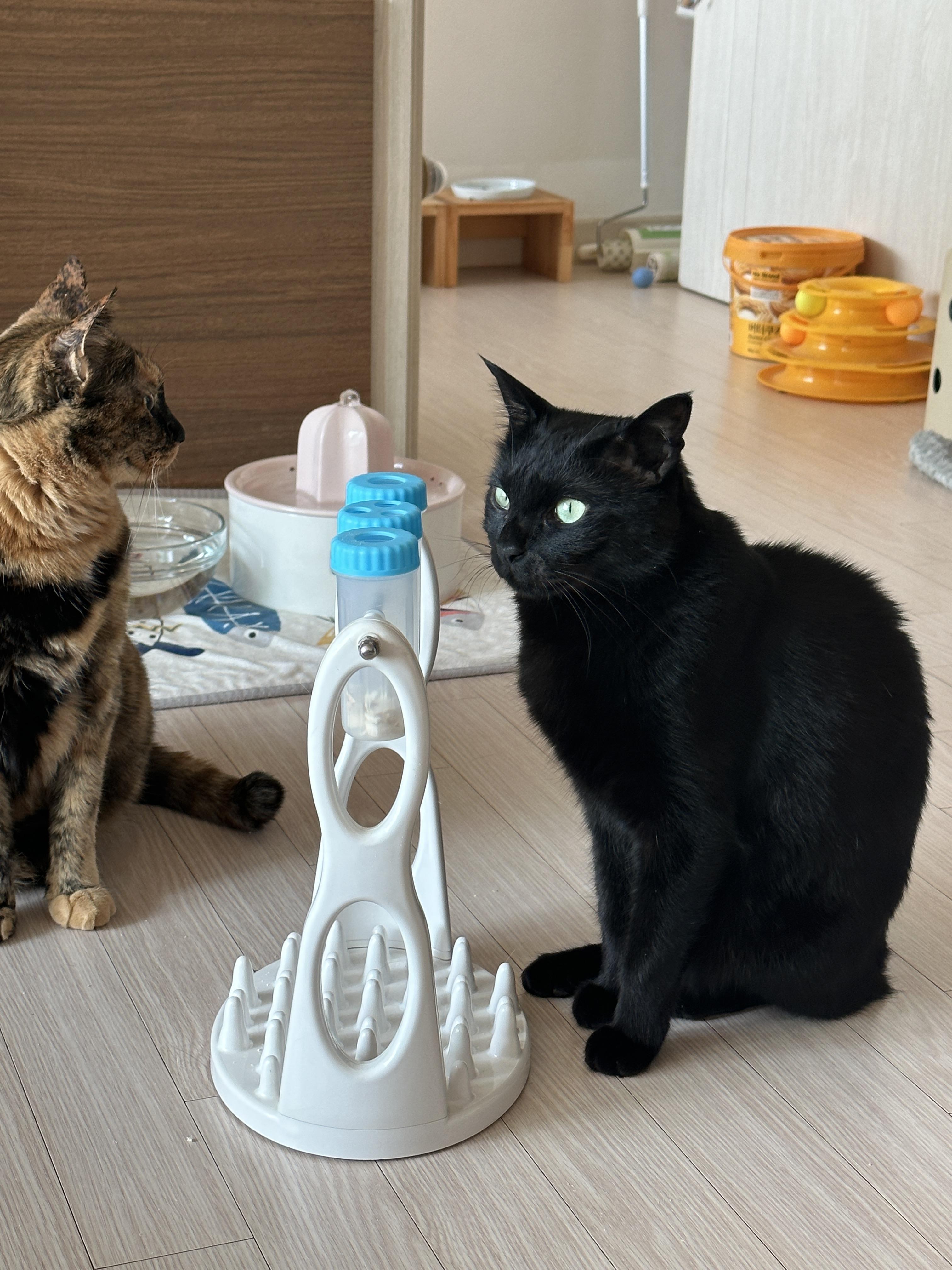 우리집 똑똑한 고양이 건이와 먹보 사랑이 (feat. 똑똑한 고양이를 둔 다묘집사의 고민)