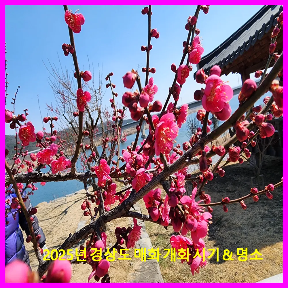 2025년 경상도 매화 개화 시기 &amp; 명소