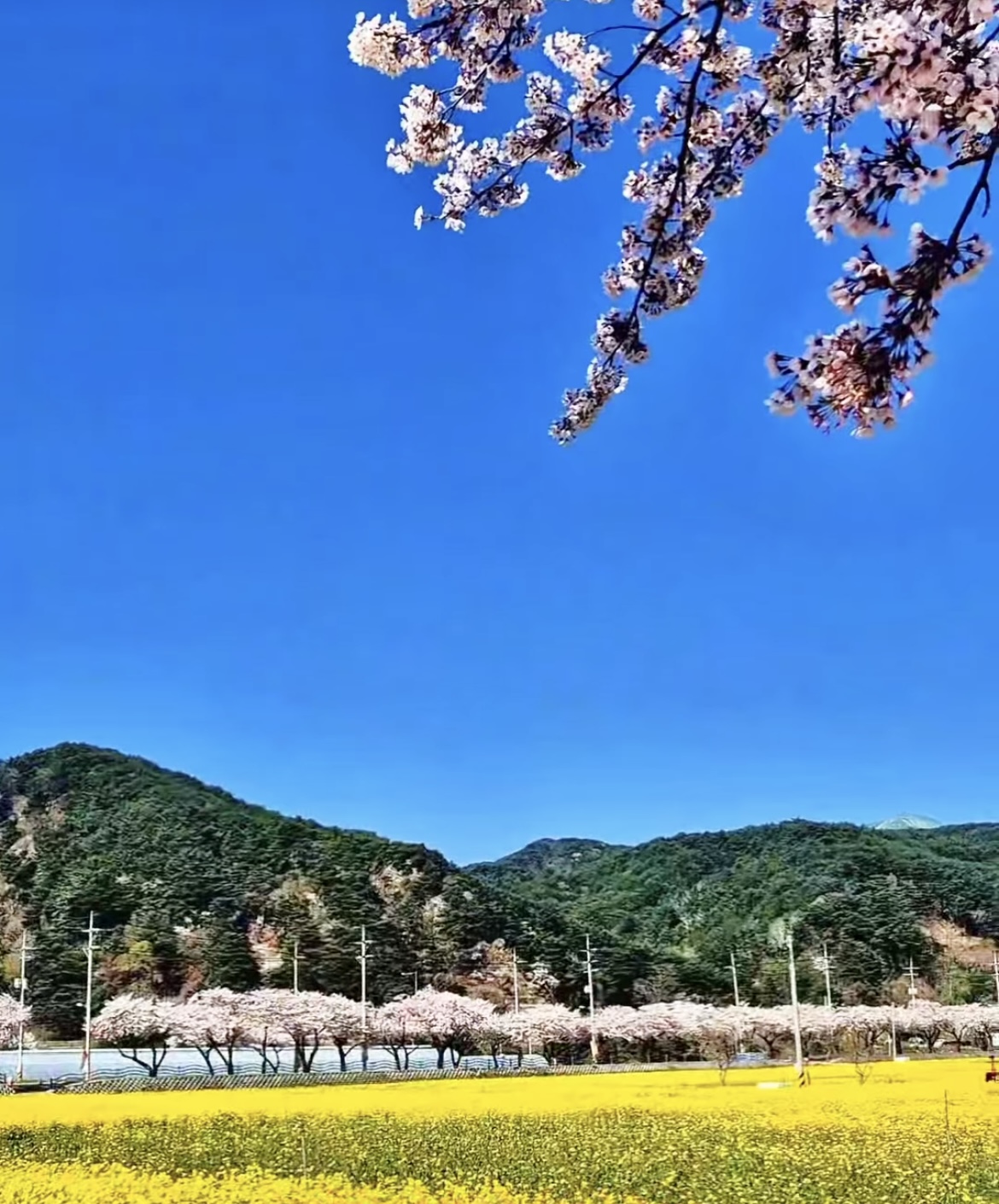 벚꽃은 짧다 지금 더 예쁜 봄꽃 명소 총정리(진달래 유채꽃 명소) 관련사진