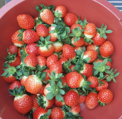 딸기 체험농장 추천