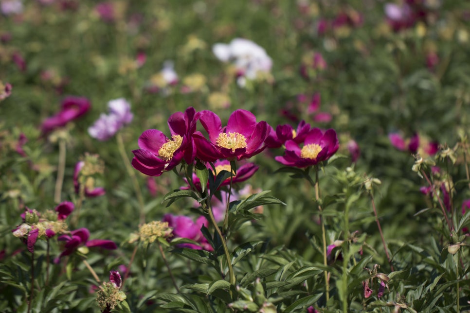 [5월 여행]영천작약꽃축제❘영천 삼창리&middot;정각리 작약꽃밭, 그리고 보현산약초식물원까지