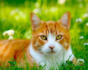 고양이가 토하는 이유