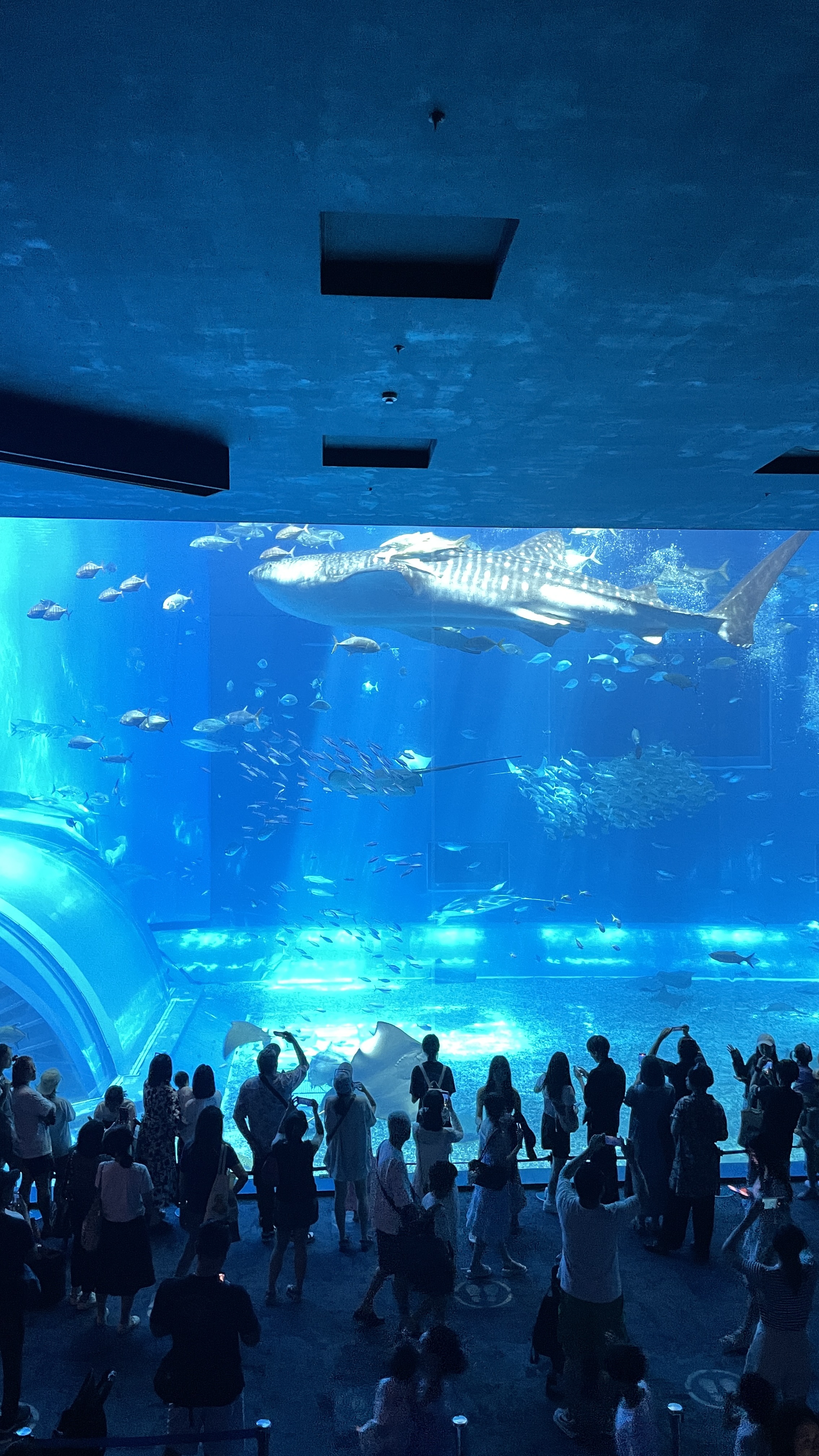 오키나와 츄라우미수족관