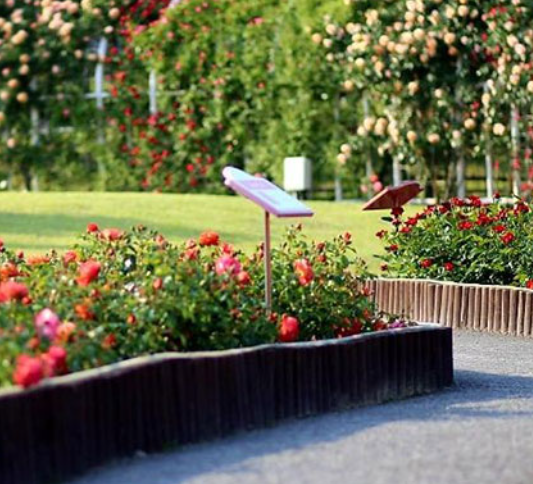 장미축제 전국 TOP5