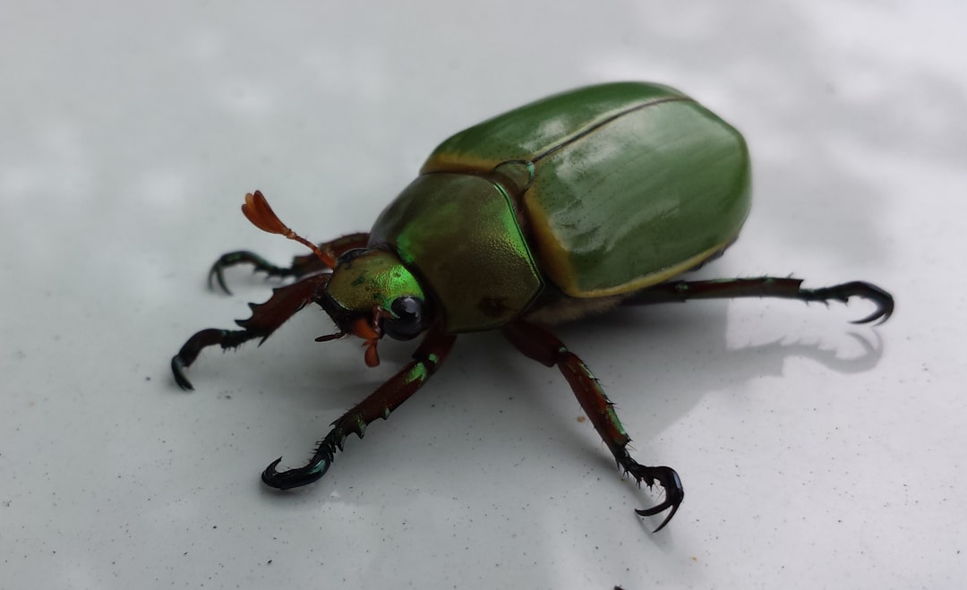 Insect repellent