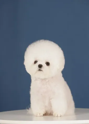 비숑 프리제 분양가격 종류 미니비숑 성격_8