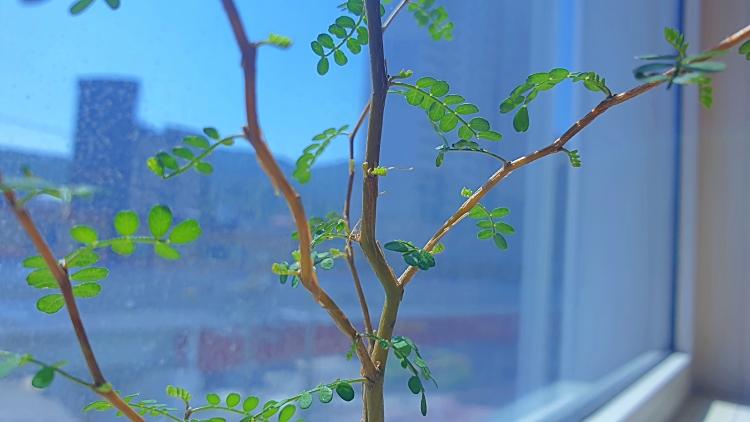새잎