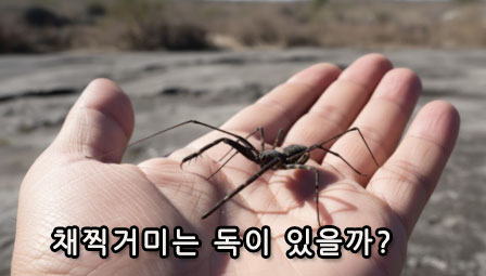 채찍거미는 독이 있을까?