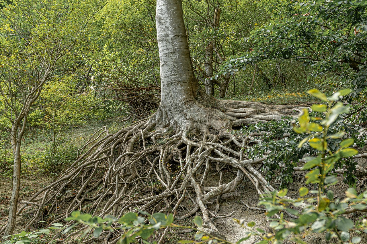 텃밭 속 작물 경쟁 줄이기 팁 (공간분리, 뿌리충돌, 생장속도 조절)