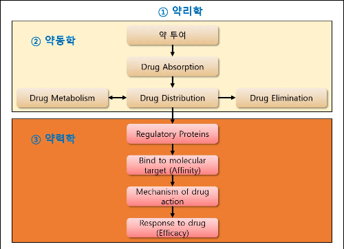 양동학 약력학