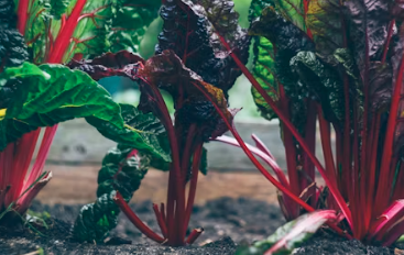 용종제거 보험청구 서류 실비보험 용종제거후 식사 음주 음식